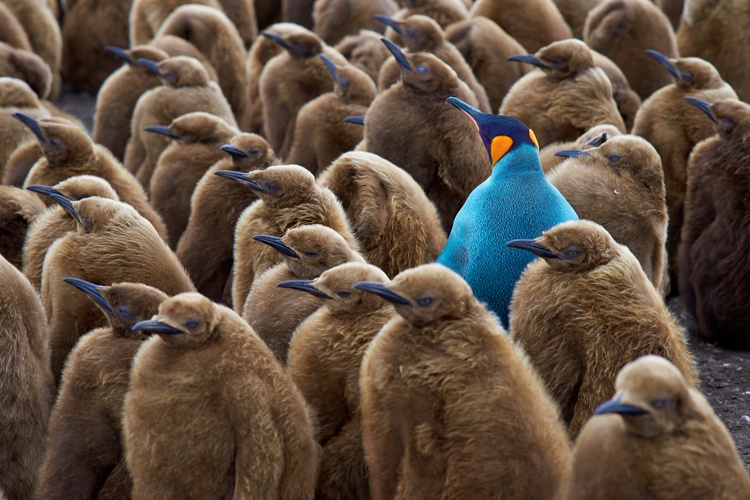 one blue penguin amidst brown penguins