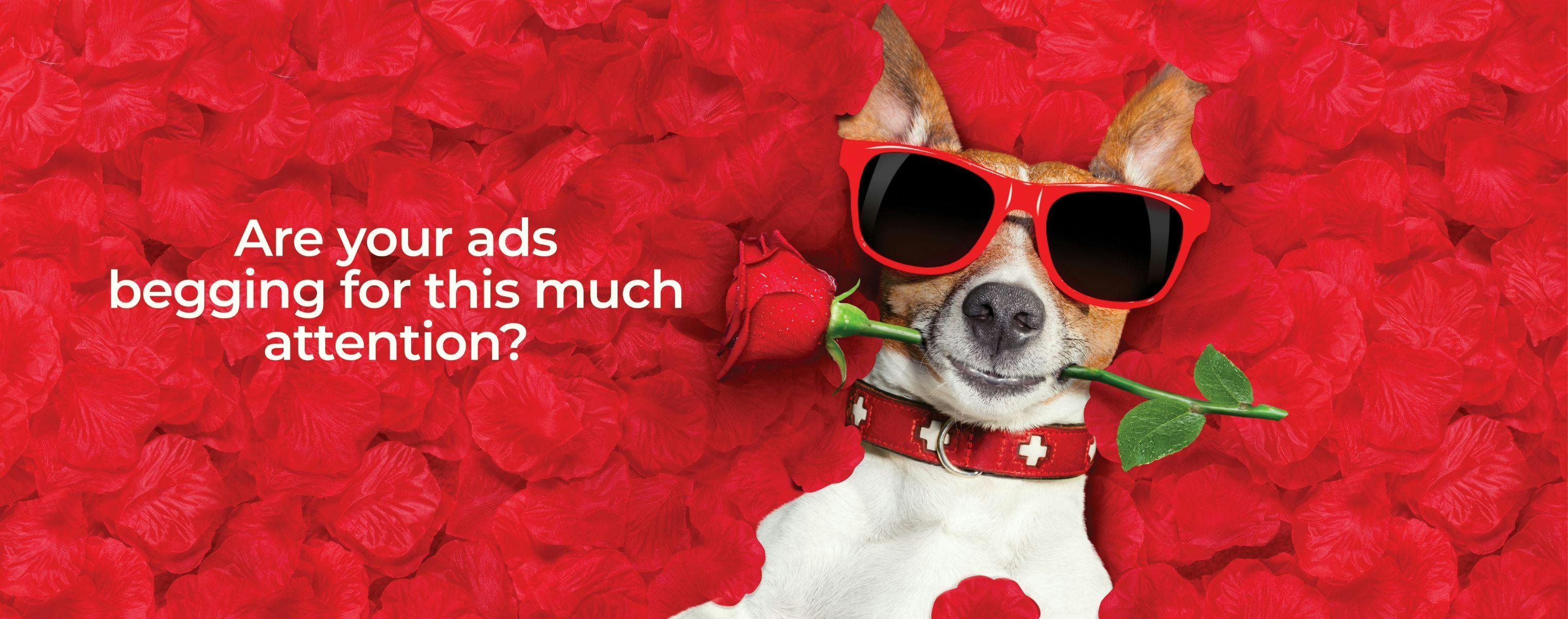 dog with sunglasses and rose