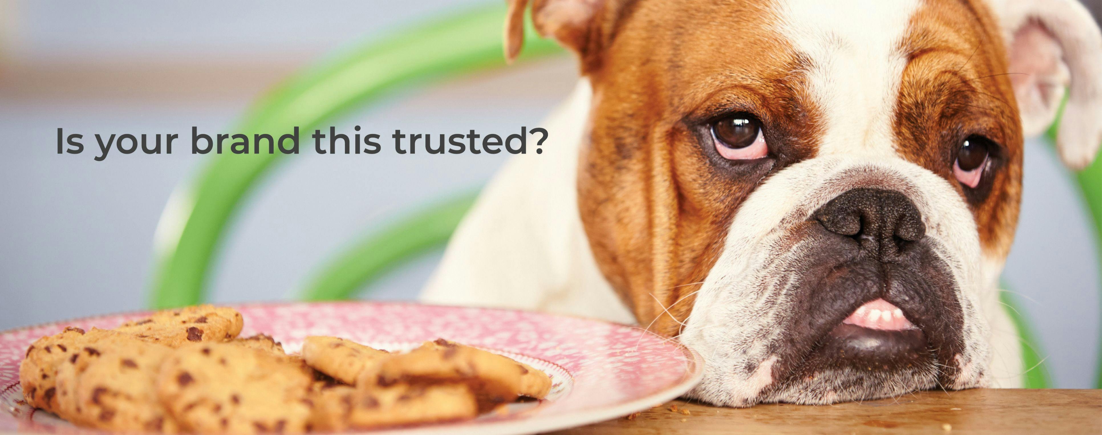 pitbull near cookies