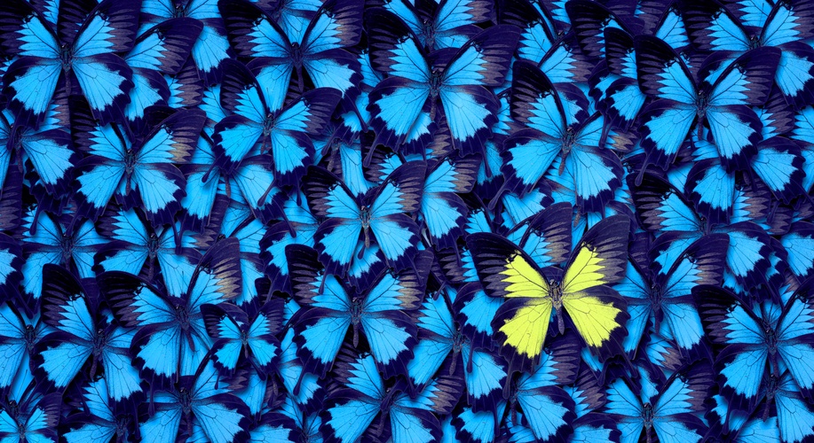 one yellow butterfly amidst many blue butterflies